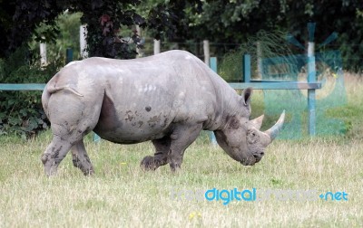 Black Rhinoceros Or Hook-lipped Rhinoceros (diceros Bicornis) Stock Photo