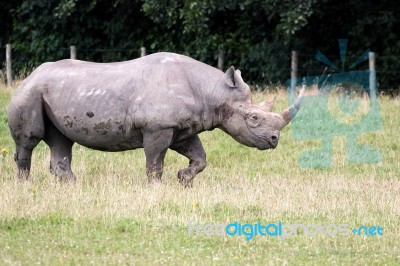 Black Rhinoceros Or Hook-lipped Rhinoceros (diceros Bicornis) Stock Photo