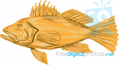 Black Sea Bass Drawing Stock Image