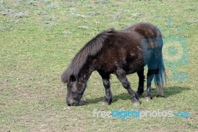 Black Shetland Pony Stock Photo