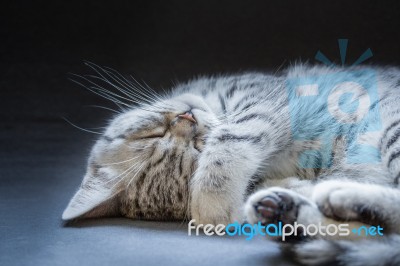 Black Silver Tabby Kitten Lying Lazy Stock Photo