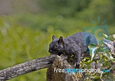 Black Squirrel Stock Photo