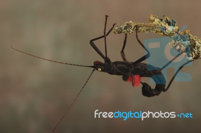 Black Stick Insect Stock Photo