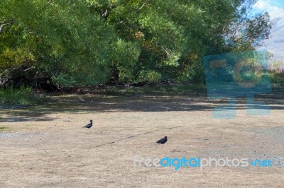 Black Stilt (himantopus Novaezelandiae) Stock Photo