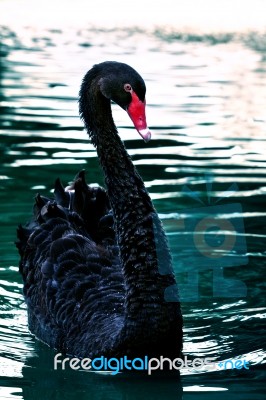 Black Swan Stock Photo