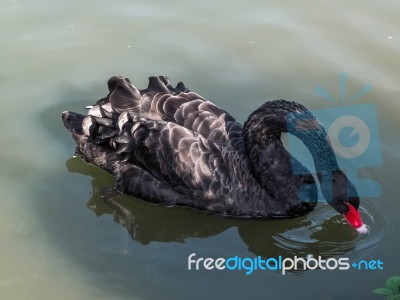 Black Swan (cygnus Atratus) Stock Photo