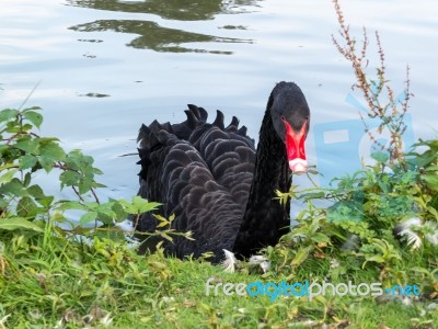 Black Swan (cygnus Atratus) Stock Photo