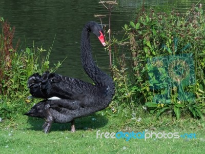 Black Swan (cygnus Atratus) Stock Photo