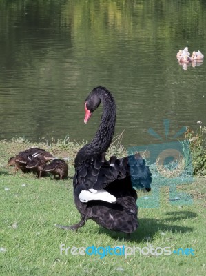 Black Swan (cygnus Atratus) Stock Photo