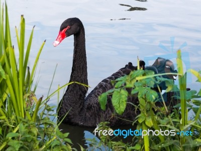 Black Swan (cygnus Atratus) Stock Photo