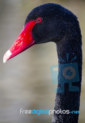 Black Swan (cygnus Atratus) Stock Photo