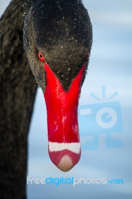 Black Swan (cygnus Atratus) Stock Photo