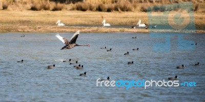 Black Swan Flying Above Water Stock Photo