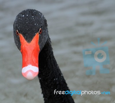 Black Swan Head Stock Photo