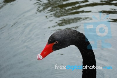 Black Swan On A Lake Stock Photo