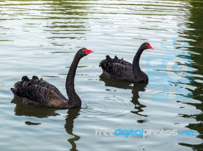 Black Swans (cygnus Atratus) Stock Photo