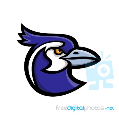 Black-throated Magpie-jay Mascot Stock Image