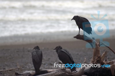 Black Vulture Stock Photo