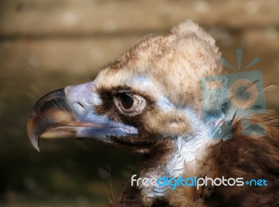 Black Vulture In The City Zoo Stock Photo