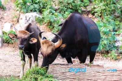 Black Wild Bull And Calf Eating Grass Stock Photo