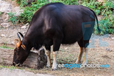 Black Wild Bull Eating Grass Stock Photo