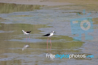 Black-winged Stilt, Common Stilt, Or Pied Stilt (himantopus Hima… Stock Photo