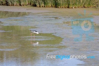 Black-winged Stilt, Common Stilt, Or Pied Stilt (himantopus Hima… Stock Photo