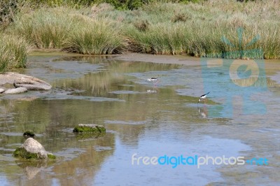 Black-winged Stilt, Common Stilt, Or Pied Stilt (himantopus Hima… Stock Photo