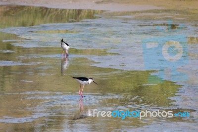 Black-winged Stilt, Common Stilt, Or Pied Stilt (himantopus Hima… Stock Photo