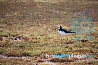 Black-winged Stilt (himantopus Himantopus) Stock Photo