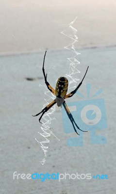 Black & Yellow Garden Spider Stock Photo