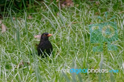 Blackbird (turdus Merula) In The Grass Stock Photo