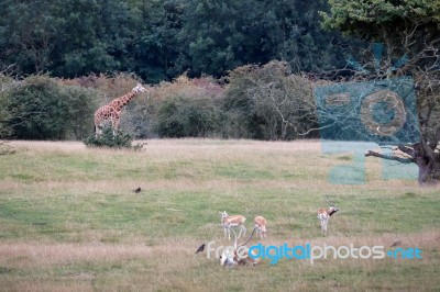 Blackbuck (antilope Cervicapra) With Giraffe And Red Lechwe Ante… Stock Photo