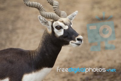 Blackbuck Deer Stock Photo