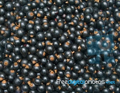 Blackcurrant Stock Photo