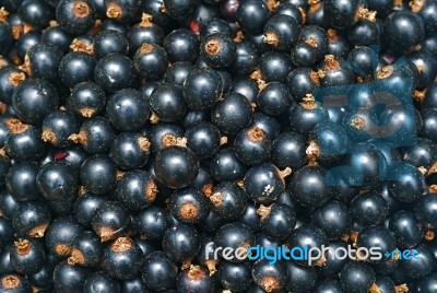 Blackcurrant Stock Photo