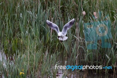 Black_headed Gull Stock Photo