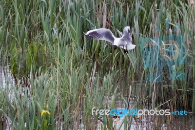 Black_headed Gull Stock Photo