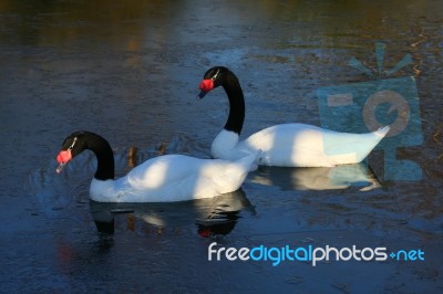 Black_necked Swans (cygnus Melancoryphus) Stock Photo