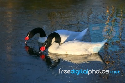 Black_necked Swans (cygnus Melancoryphus) Stock Photo