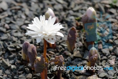 Bloodroot (sanguinaria Canadensis) Stock Photo