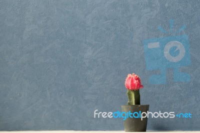 Blooming Cactus With Dark Blue Background Stock Photo