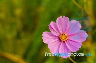 Blooming Garden Cosmos (mexican Aster) Stock Photo