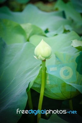 Blooming Lotus Flower In Pond Stock Photo