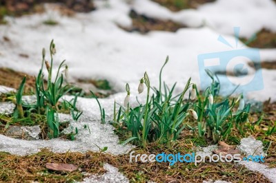 Blooming Snowdrops In The Spring Stock Photo