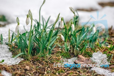 Blooming Snowdrops In The Spring Stock Photo