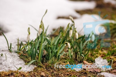 Blooming Snowdrops In The Spring Stock Photo