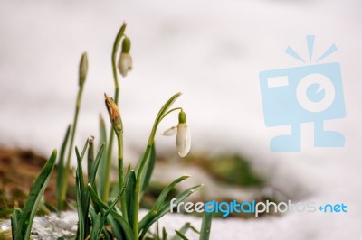 Blooming Snowdrops In The Spring Stock Photo