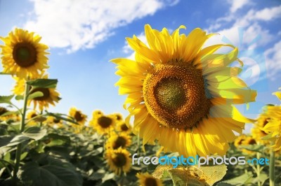 Blooming Sunflower Stock Photo