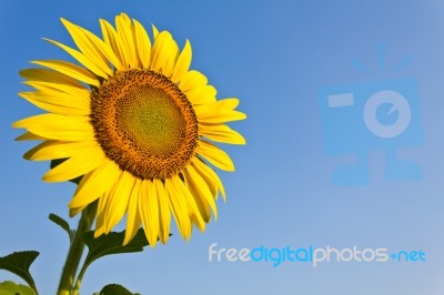 Blooming Sunflower On Blue Sky Background Stock Photo